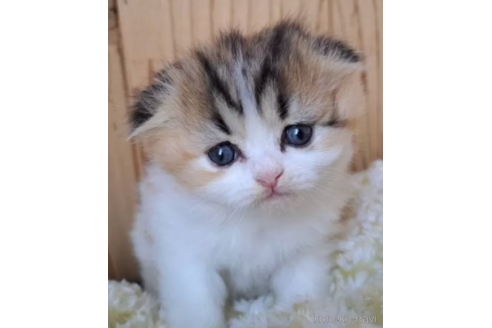 販売中の奈良県のスコティッシュフォールド-115538